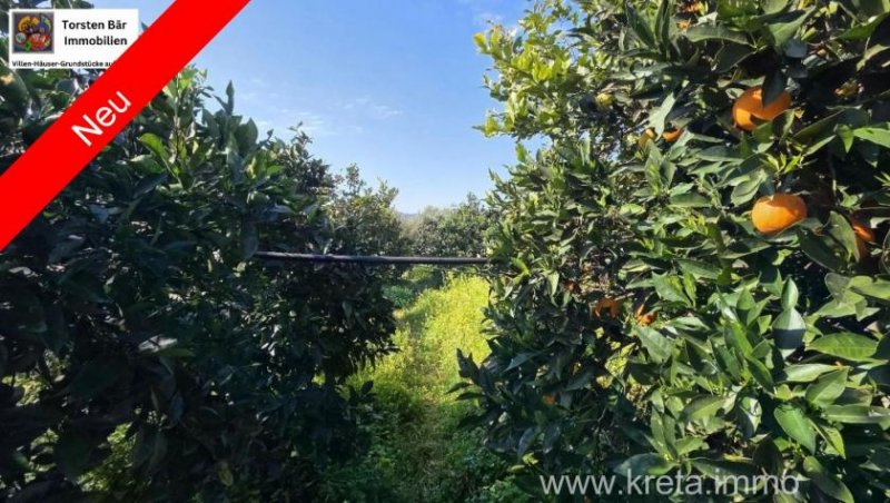 Tympaki Kreta, Tympaki Zitrusplantage 4.000 m² Grundstück kaufen